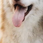 The Dog House Megaways слот игра с собачками