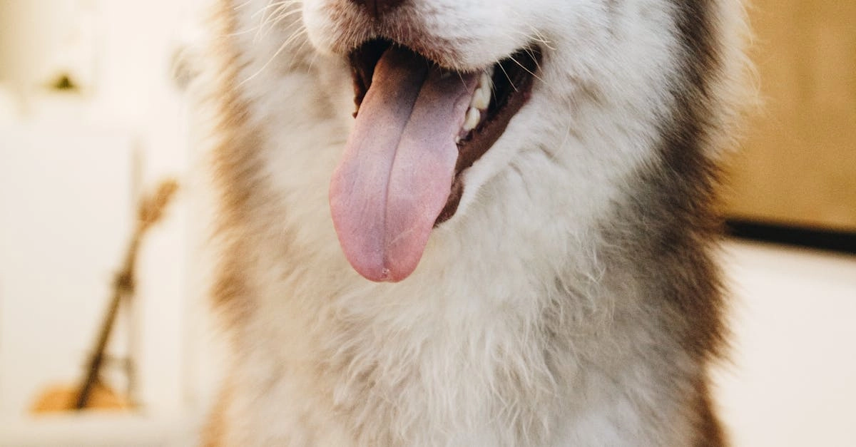 The Dog House Megaways слот игра с собачками